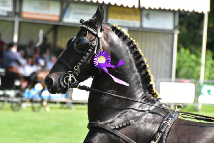 Norgermarkt Concours